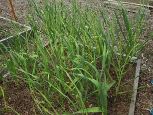 Many-scapes