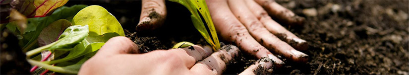 Peterson Garden Project